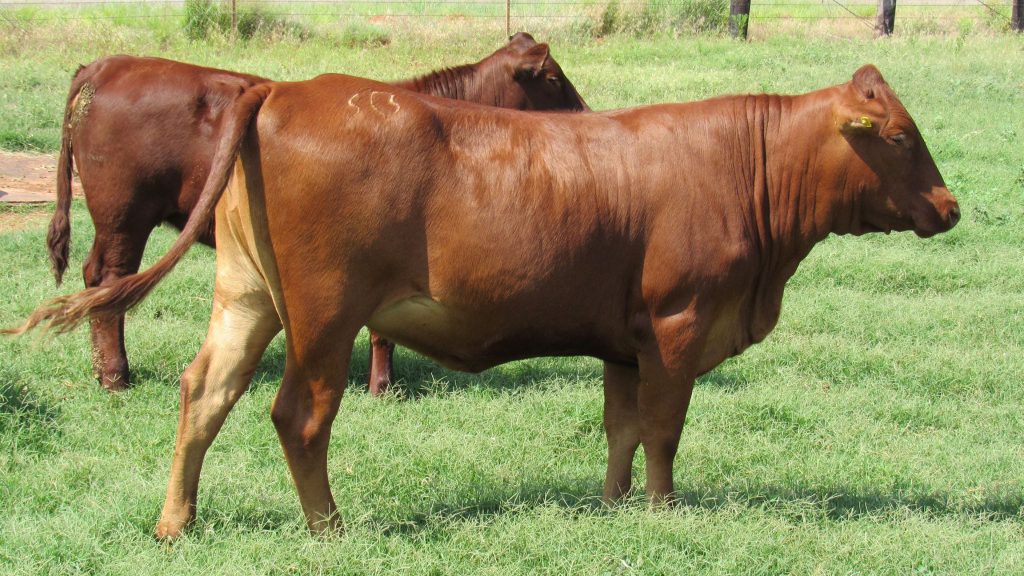 Bonsmara calves for sale in south africa, pets & animals Jose Farm Pty Lt