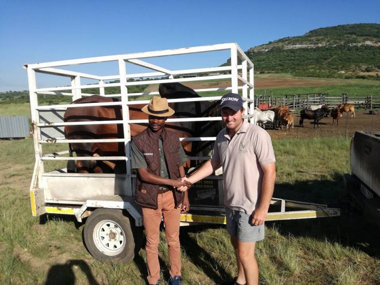 Jersey cows for sale in south africa, pets & animals Jose Farm Pty Ltd