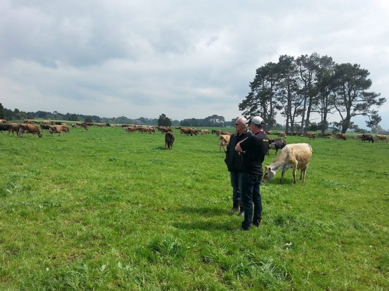 Jersey cows for sale in south africa, pets & animals Jose Farm Pty Ltd