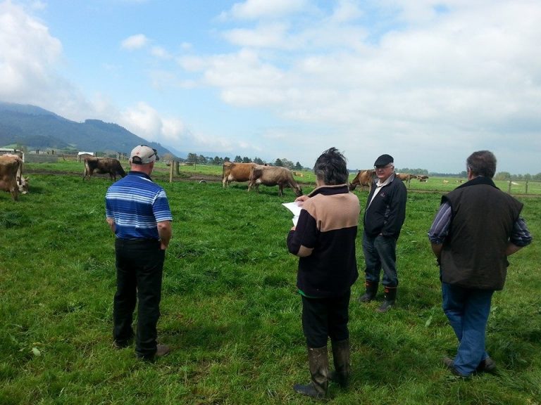 Jersey cows for sale in south africa, pets & animals Jose Farm Pty Ltd