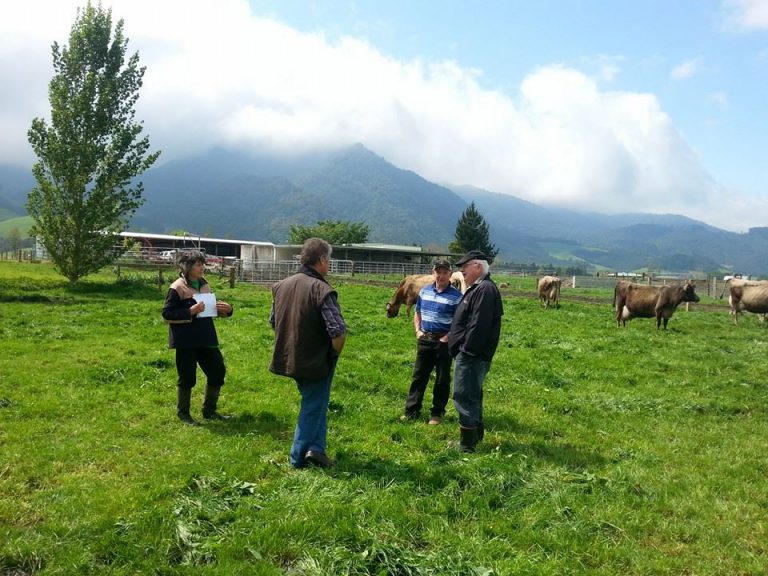 Jersey cows for sale in south africa, pets & animals Jose Farm Pty Ltd